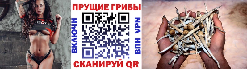 это телеграм Опочка Псилоцибиновые грибы Magic Shrooms